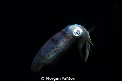 Night Dive by Morgan Ashton 